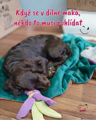 U nás v dílně to teď pořádně žije 🎃🧵 Halloween se blíží a my makáme na plné obrátky – tedy… někteří víc, někteří míň 😴😅...