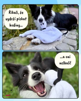 Kdo vydrží déle? Pejsek nebo hračka? 👀🐕 #PískacíPotvůrky #HalloweenProPsy #DogToys #PsíRadost #DogLife #HandmadeForDogs...