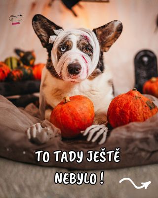 🎃 Naše strašidelné potvůrky se rozhodly oslavit Halloween po svém – s 20% slevou na celou halloweenskou kolekci! Pokud...