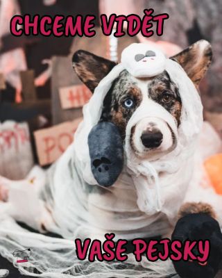 🎃 Chceme vidět vaše psí strašidla… teda, pardon – šťastné pejsky! 🐶🧡 Označte nás ve stories, ať můžeme sdílet radost,...