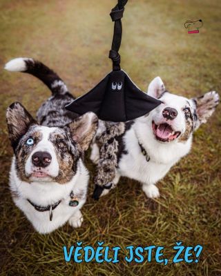 Mnoho našich hraček vyrábíme také v softshellové verzi aby byly odolnější? 🐕 Všechny tyto odolné verze hraček naleznete na...