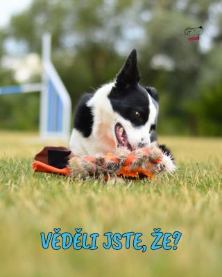 Agility vodítko má praktické využití pro každou příležitost - na agility, na výlety, k vodě - ideální pro příležitosti,...