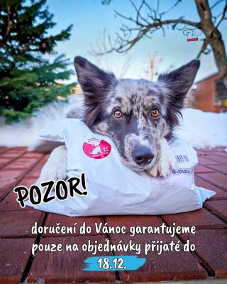 🎁 Pozor, pozor! Chcete, aby váš chlupáč dostal své pískací potvůrky ještě letos pod stromeček? 🌲 Objednejte do 18.12. do...