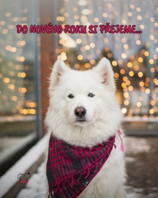 hlavně co nejméně ztracených psů. 💔🐶 Aby byl Silvestr spíš klidnější než hlasitý, aby naši chlupáči byli v bezpečí, doma a...