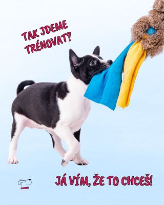 Po svátcích je čas znovu rozhýbat tlapky, hlavu i pískací hračky. Pomalu, v klidu… ale s radostí. ❤️🐶