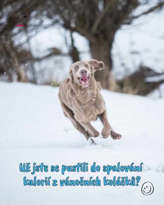 My říkáme: žádný stres – pohyb, radost a společný čas se psem jsou ten nejlepší plán. Ať už běháte, chodíte na procházky...
